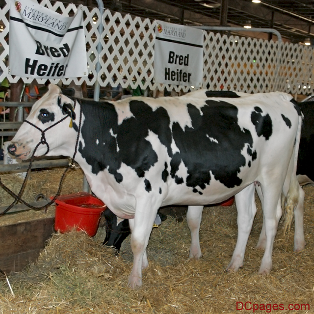 Beautiful Bred Heifer