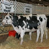 Beautiful Bred Heifer