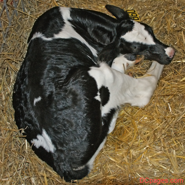 Day Old Calf