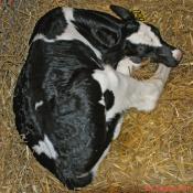 Day Old Calf