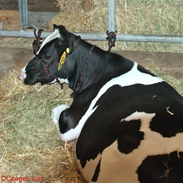 Six Month Dairy Cow