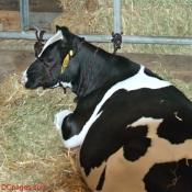 Six Month Dairy Cow