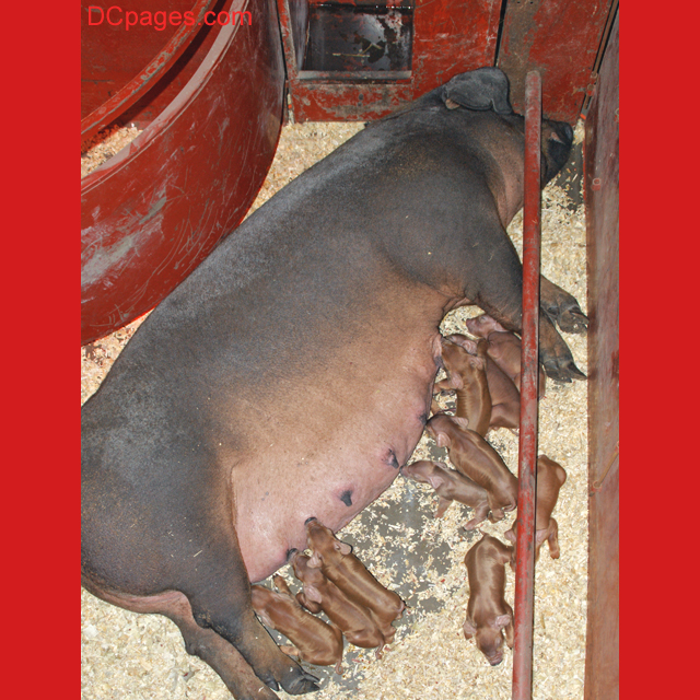 These Little Piggys Went to Market...