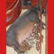 These Little Piggys Went to Market...