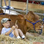 A Proud Farmer Inspects the Quality of His Cattle's Bedding