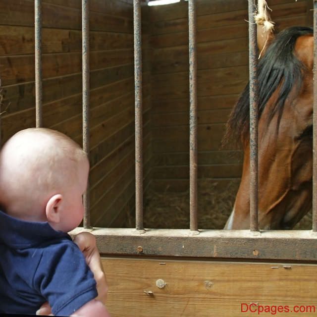 Baby Luke Meets Mr. Ed