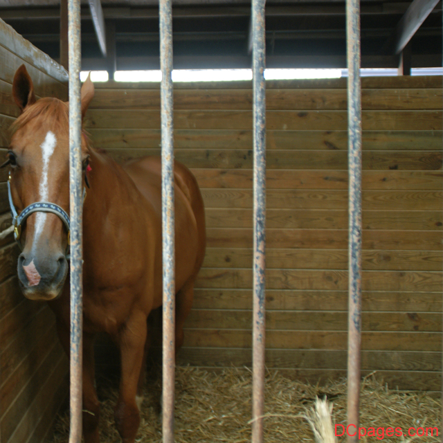 This Horse is Stalled