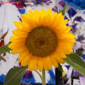 Sensational Sunflower