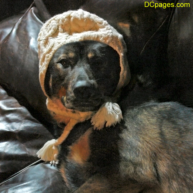 Denali with a hat on