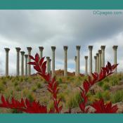 The National Arboretum - Capitol Columns Exhibit