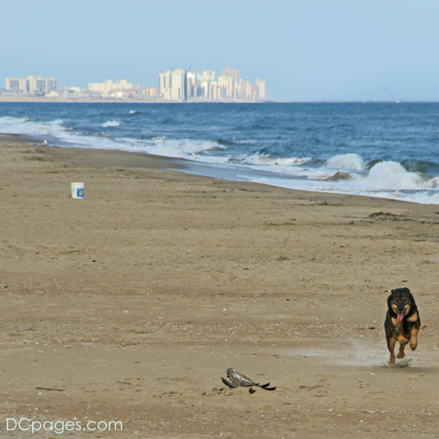 Denali running on the Beach