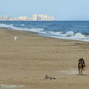 Denali running on the Beach
