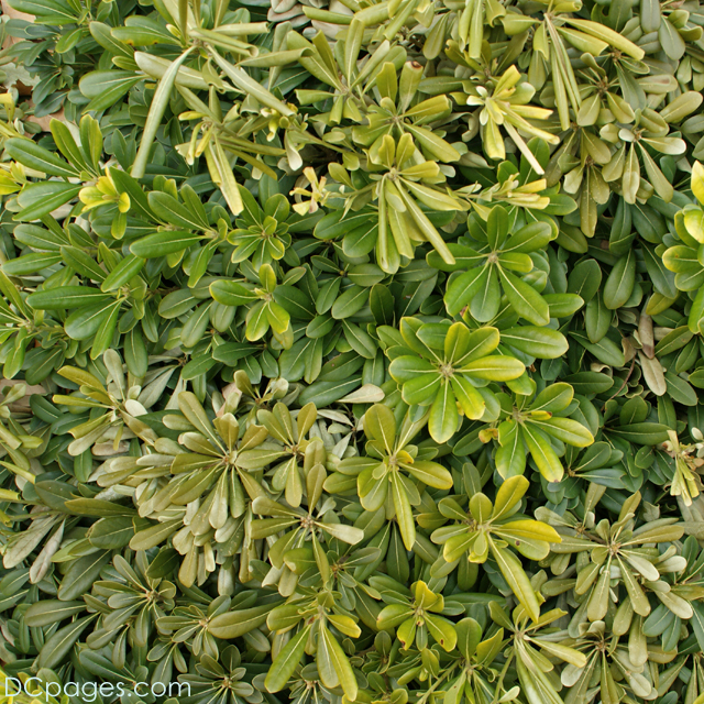 Virginia Beach Flora
