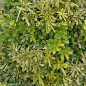 Virginia Beach Flora