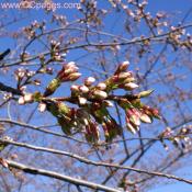 Tuesday March 24, 2009  11:07 AM