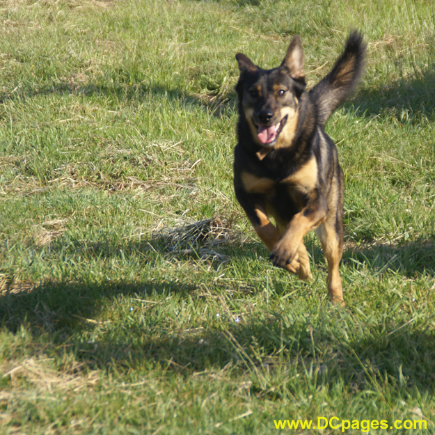 Denali gallops all around the farm.