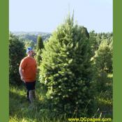 Luke sizes up this Scotch Pine.