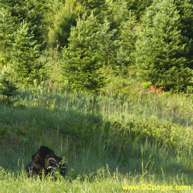 Denali takes a rest in the shade.