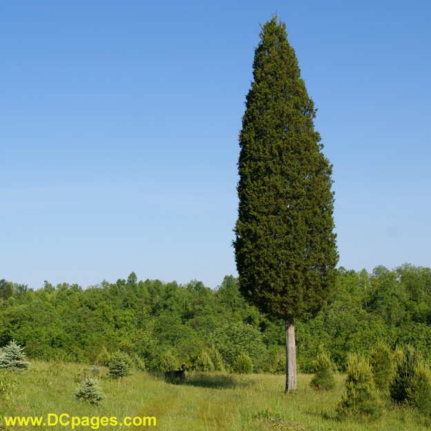 A distance view of Denali in the shadow of a giant cedar tree.