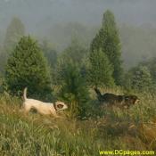 Lotus, the neighbor's dog, says hello to Denali. Trees on this ridge have not been sheared.