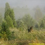 Denali loves all the new smells, sounds, and critters the farm offers. Santa's Forest grows some trees just for the environment that are not to be sheared or sold.