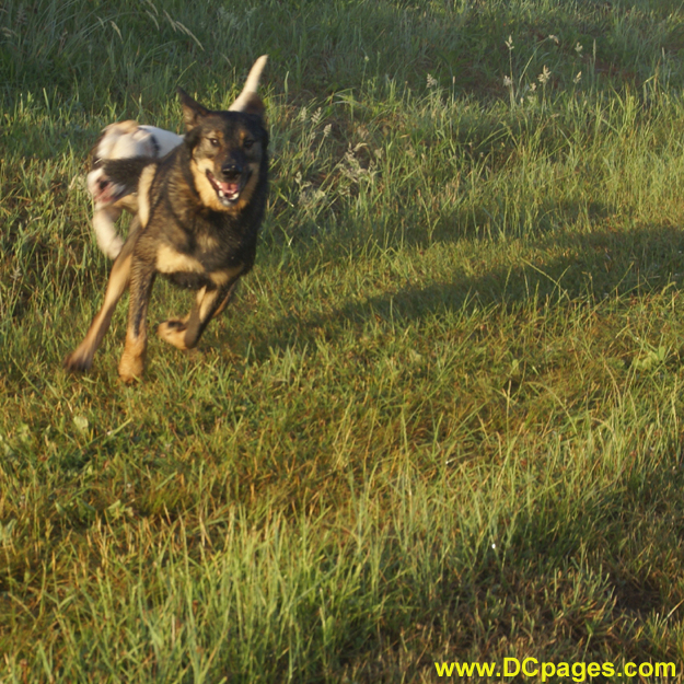 Alaska representative from the Huskie nation, Denali enjoys time at the farm. Lotus is chasing her tail.