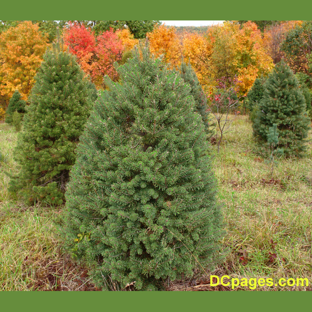 Scotch-Pine-Grove