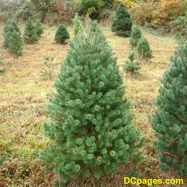 Very Full Scotch Pine Tree