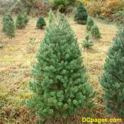 Very Full Scotch Pine Tree