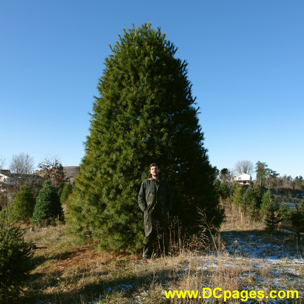 Santa's Forest is not selling this tree.