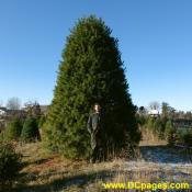 Santa's Forest is not selling this tree.