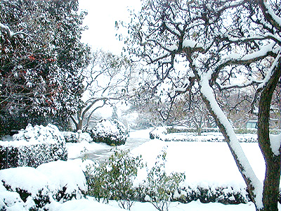 The Rose Garden at the White House