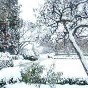 The Rose Garden at the White House