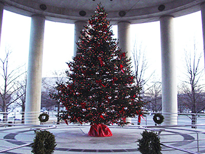 A beautiful Christmas tree surrounded by beautiful architecture