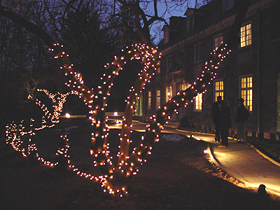 Lights strung from every tree in honor of the holidays