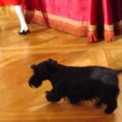 The First dog, Barney, makes an appearance at White House Holiday event.