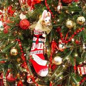 The official White House Christmas Tree holds over 700 ornaments.