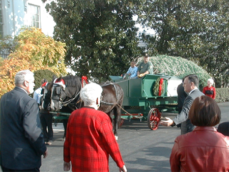 Bystanders marvled at the beauty of the National Christmas tree.
