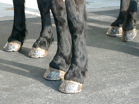 These are the legs that brought us our National tree.