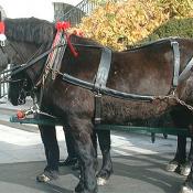 These magnificent creatures had their work cut out for them on this special day.