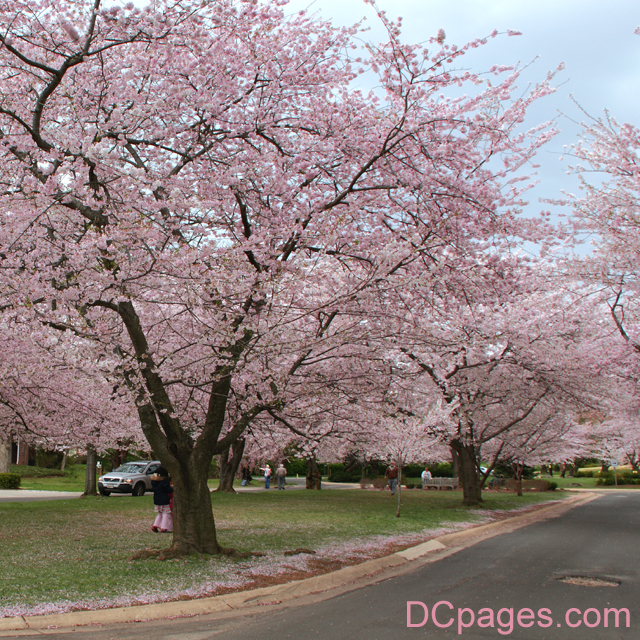 yoshino cherry tree pictures. Yoshino Cherry Trees in full