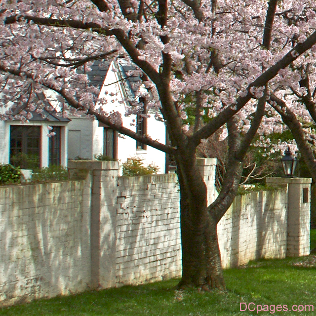 Old School Cherry Blossom Tree cherry tree blossom images. Old School Cherry Blossom Tree