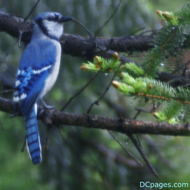 American Blue Jay, a.k.a Cyanocitta cristata