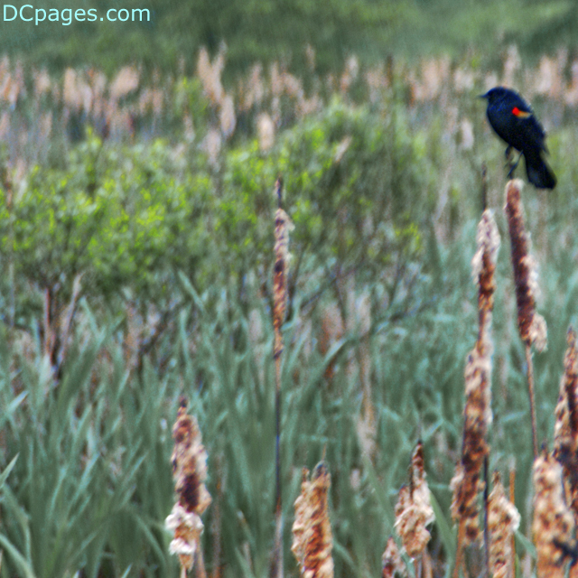 Red Winged Black Bird