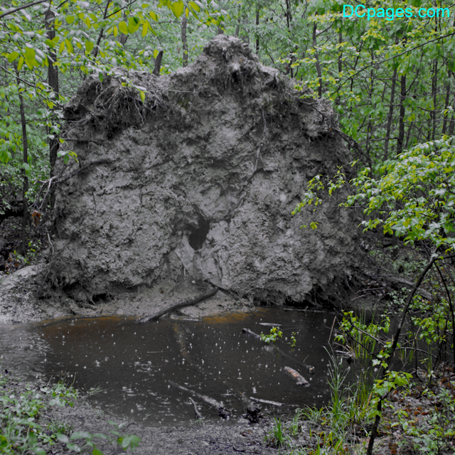 Roots of Fallen Tree Exposed