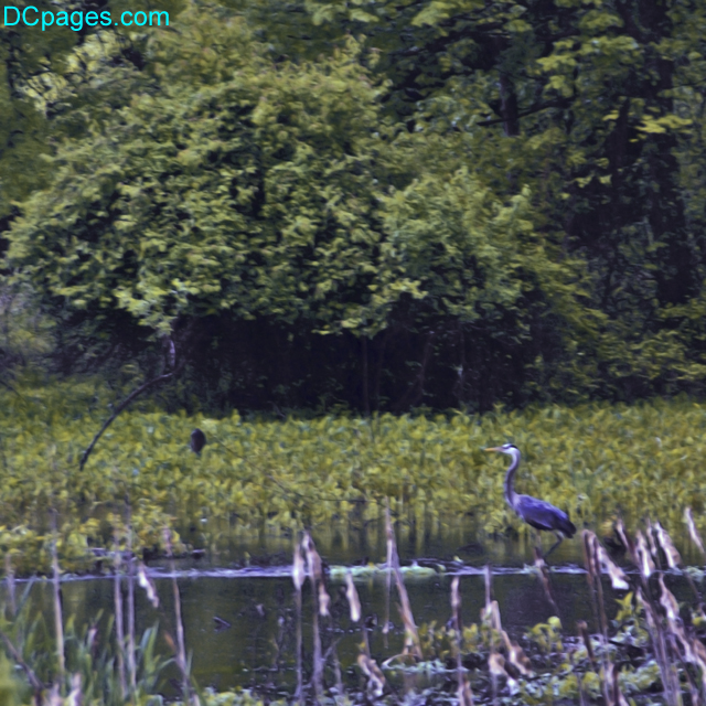 DSC08462