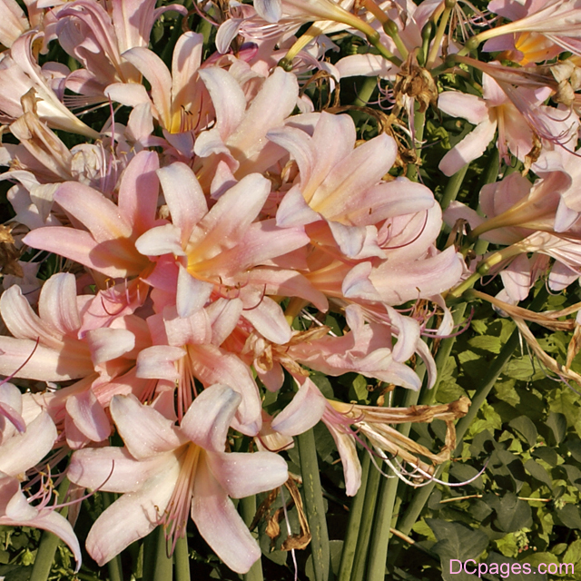Peach flowers at Monticello