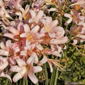 Peach flowers at Monticello