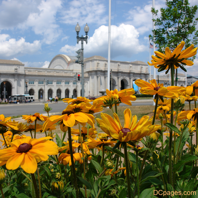 Black eyed Susans outside Union Station in NE DC