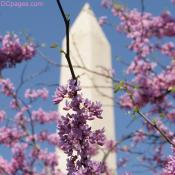 Lilac (Syringa) Blossoms